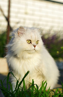 白色长毛猫静坐在草地上