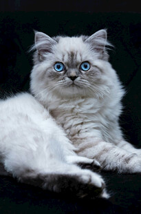 蓝眼白毛猫咪优雅躺姿