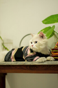 穿着衣服趴在桌上的猫咪