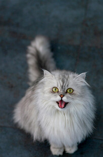 长毛猫张嘴露舌表情搞怪