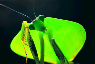 翠绿螳螂特写