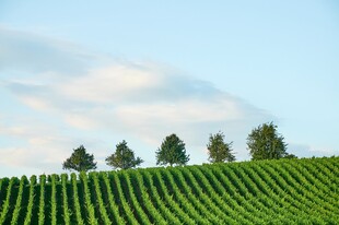 翠绿田野与天际树木景观