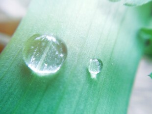 绿叶上的晶莹水珠