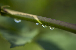 枝头水珠晶莹剔透