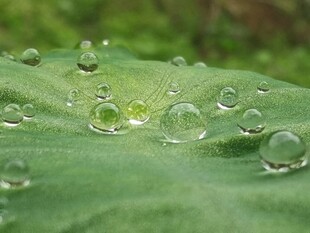 绿叶上晶莹的剔透水珠