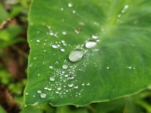 绿叶上的晶莹水珠