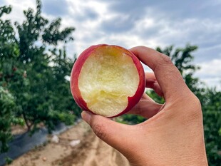 手捧咬过的新鲜红苹果