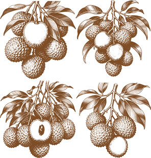 复古风荔枝插画矢量素材