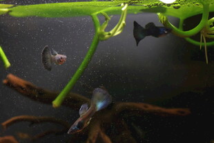 水族箱中的灵动小鱼