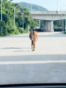牛