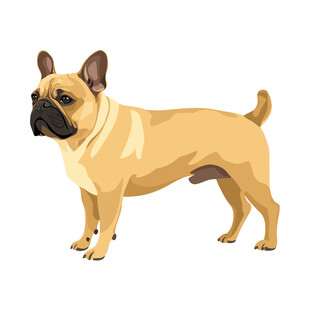 斗牛犬