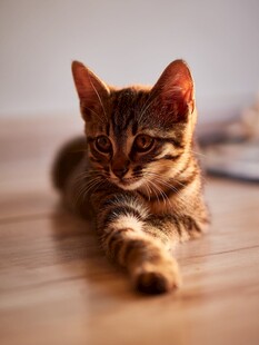 可爱小猫趴木地板
