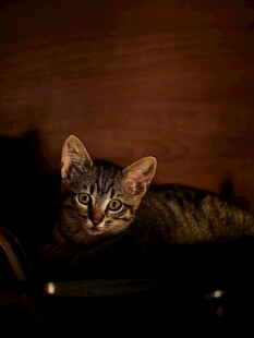 暗光下的可爱斑纹猫咪