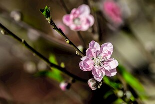 枝头绽放的粉嫩桃花