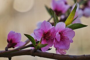 粉红桃花