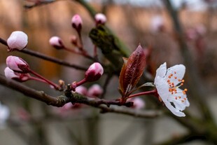 枝头绽放的粉嫩桃花