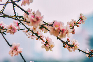 枝头绽放的粉嫩桃花
