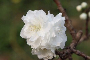 白色桃花