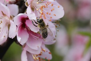 蜜蜂采蜜于粉嫩樱花间