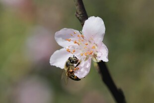 蜜蜂采花蜜于绽放花朵