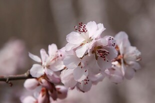 枝头绽放的粉嫩杏花