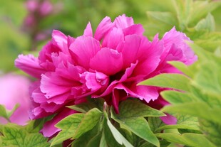 玫红色牡丹花
