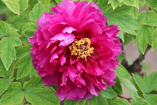 紫红色牡丹花