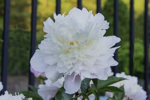 白色牡丹花绽放