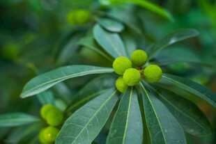 嫩绿枝叶上的青果杨梅