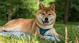 草地上惬意的微笑柴犬