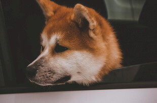 窗边的柴犬