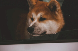 窗边的柴犬