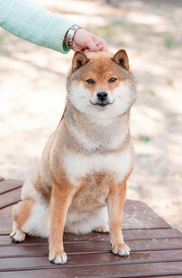 抚摸下乖巧的柴犬