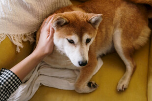 抚摸柴犬的温馨瞬间