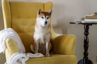 柴犬端坐黄色沙发上