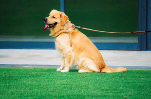 坐着的金毛犬