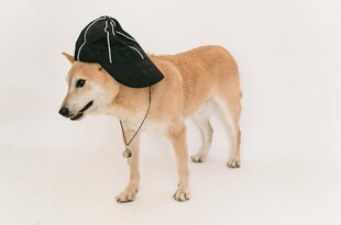 戴帽柴犬模样俏皮可爱