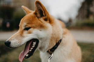 户外微笑的可爱柴犬