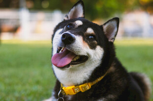 阳光下吐舌欢乐的柴犬