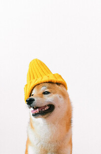 戴黄帽的可爱柴犬