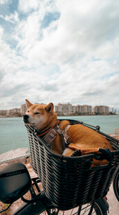 篮子里惬意的柴犬