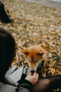 人与柴犬互动瞬间