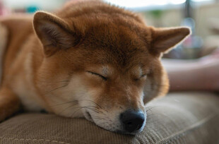 熟睡的柴犬