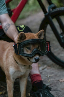 戴护目镜的可爱柴犬