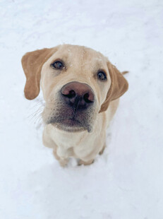 雪地中的可爱拉布拉多犬