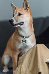 戴领结的可爱柴犬