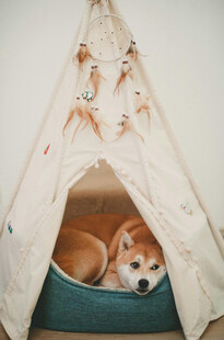 柴犬惬意躺于帐篷内