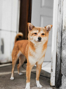 门口站立的可爱柴犬