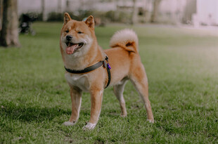 草地上的可爱柴犬