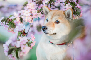 樱花下的可爱柴犬